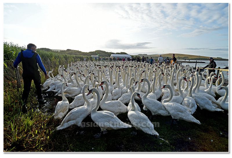 mute swan roundup 2019 at england