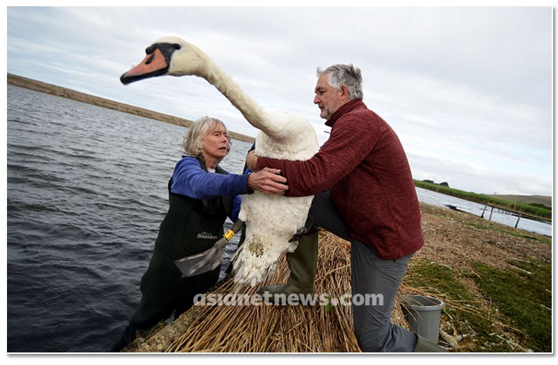 mute swan roundup 2019 at england