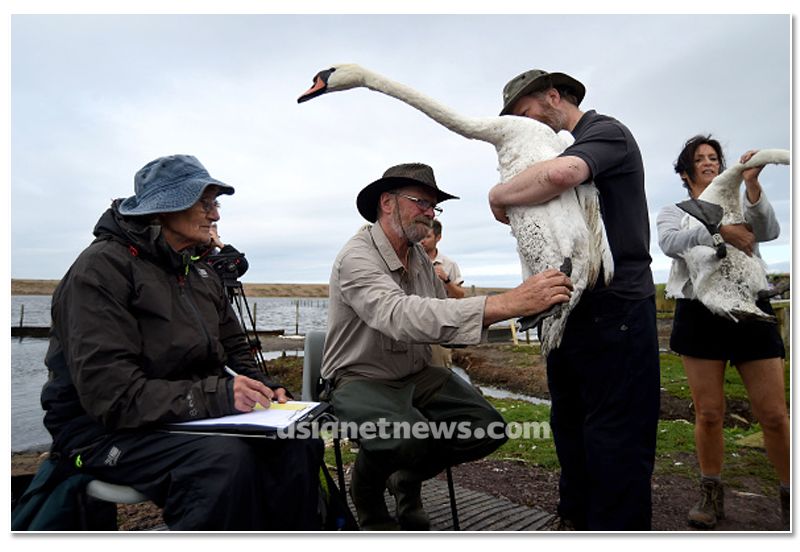 mute swan roundup 2019 at england