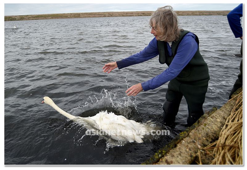 mute swan roundup 2019 at england