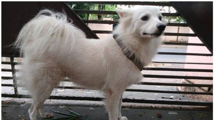 Pomeranian abandoned by owner due to illicit relation with other dog Pomeranian abandoned by owner due to illicit relation with other dog