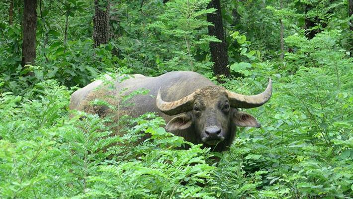 Civil police officer injured wild buffalo attack in wayanad Civil police officer injured wild buffalo attack in wayanad