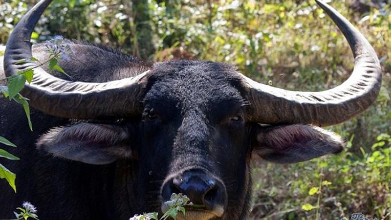 प्रेग्नेंट हुई भैंस कोई ऐसी-वैसी भैंस नहीं है। ये एक खास प्रजाति की वनभैंस है, जो विलुप्त होने की कगार पर है। पिछले तीन दशकों में इस प्रजाति की संख्या में 50 प्रतिशत गिरावट आई है।
