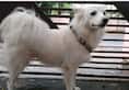 Kerala Pet abandoned for Illicit relationship with neighbour dog