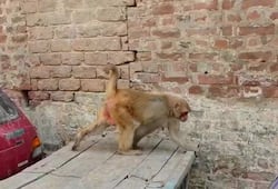 Monkeys terrorizes people in mathura uttar pradesh