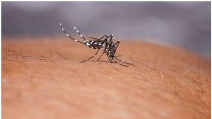 dengue fever spreading in wayanad dengue fever spreading in wayanad