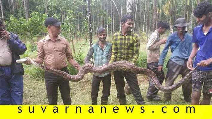 12 Foot Python found in Chikkamagaluru 12 Foot Python found in Chikkamagaluru