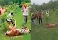 Uttar Pradesh Mob beats tigress to death in Pilibhit 4 arrested