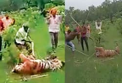 Uttar Pradesh Mob beats tigress to death in Pilibhit 4 arrested