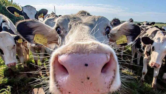cow breath oxygen CM cow breath oxygen CM
