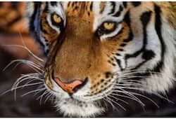 Number of tigers are increased in india but where is his natural habitat dense forests