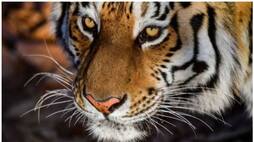 Number of tigers are increased in india but where is his natural habitat dense forests
