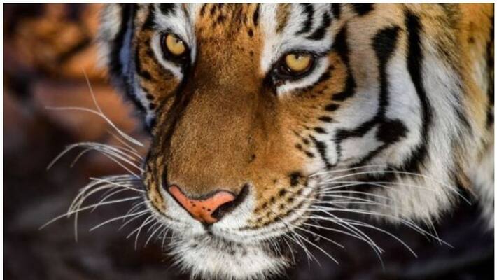 With Around 3,000 Tigers India One Of The Safest Habitats In World With Around 3,000 Tigers India One Of The Safest Habitats In World