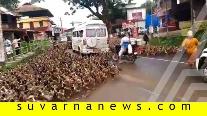 A huge flock of ducks crossing the road causes a traffic jam in Kerala A huge flock of ducks crossing the road causes a traffic jam in Kerala