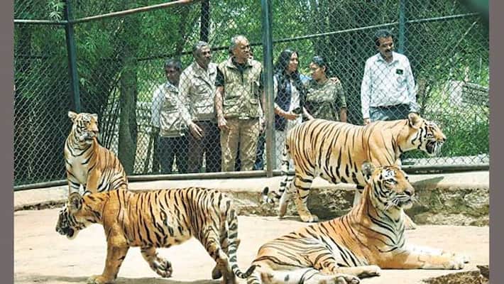 Bengaluru Bannerghatta Biological Park names tiger cub after Hima Das Bengaluru Bannerghatta Biological Park names tiger cub after Hima Das