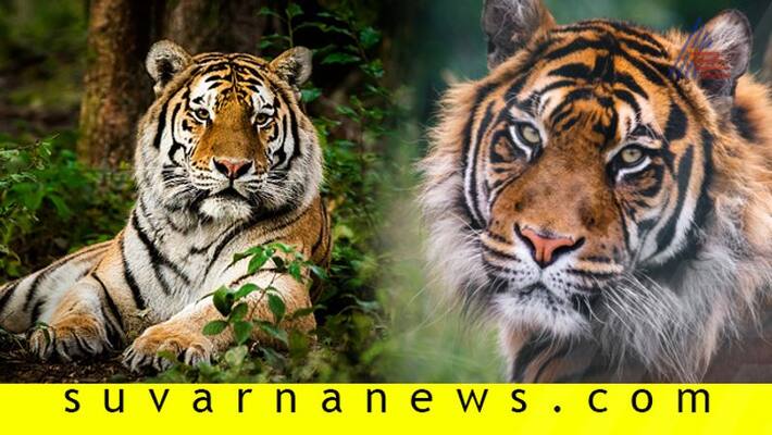 Baaghon mein bahaar hai PM Modi releases Tiger Census India achieves target 4 years early Baaghon mein bahaar hai PM Modi releases Tiger Census India achieves target 4 years early