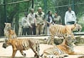International Tiger Day: Cub named after Hima Das at Bengaluru's Bannerghatta Biological Park