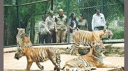 International Tiger Day: Cub named after Hima Das at Bengaluru's Bannerghatta Biological Park