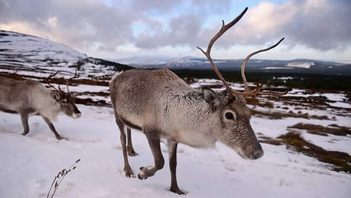 Over 200 Reindeer found dead in Norway, researchers blame climate change Over 200 Reindeer found dead in Norway, researchers blame climate change