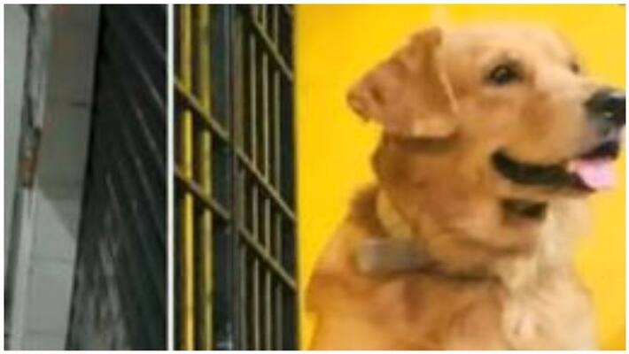 a girl kidnaped a dog in kodampakkam a girl kidnaped a dog in kodampakkam