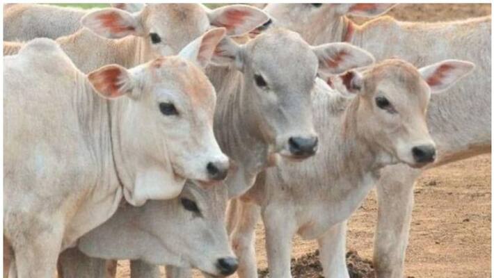 40 cows suffocate to death in Chhattisgarh Bilaspur FIR filed BSS 40 cows suffocate to death in Chhattisgarh Bilaspur FIR filed BSS
