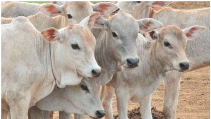 bjp minister comments on cow being pet by muslims; says 'they are only meant to pet goats' bjp minister comments on cow being pet by muslims; says 'they are only meant to pet goats'