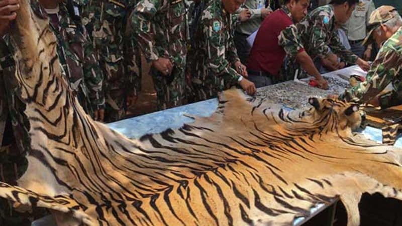 मंदिर पर बाघों की तस्करी के आरोप लगे। इसके बाद वहां मौजूद सभी बाघों को सुरक्षित जगह पहुंचा दिया गया। जांच के दौरान मंदिर में डेढ़ सौ से अधिक बाघ थे। इसके बाद मंदिर को बंद कर दिया गया।