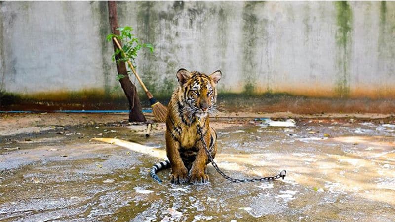 यहां आने वाले पर्यटक बाघों के साथ बिल्कुल नजदीक से तस्वीरें खिंचवाते थे। वो बाघों को बोतल से दूध भी पिलाते थे।