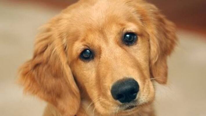 Golden Retriever puppy stolen from home in chennai owner seeks police help to find woman Golden Retriever puppy stolen from home in chennai owner seeks police help to find woman