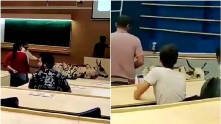 Stray cow walks into IIT Bombay class Has she cleared JEE asks Internet Stray cow walks into IIT Bombay class Has she cleared JEE asks Internet
