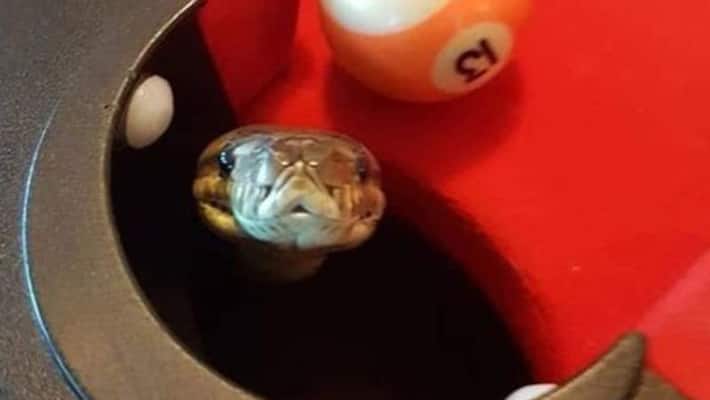 Python pops from pool table shocks people Python pops from pool table shocks people