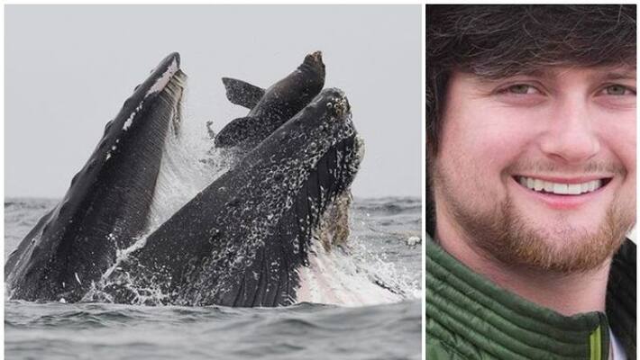Rare photo shows sea lion trapped in mouth of whale Rare photo shows sea lion trapped in mouth of whale