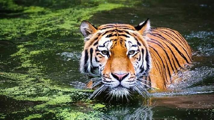 Madhya Pradesh Retains Tiger State Status With 526 Tigers In Forest Madhya Pradesh Retains Tiger State Status With 526 Tigers In Forest