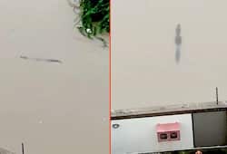 Vadodara rains Crocodiles take over flooded streets