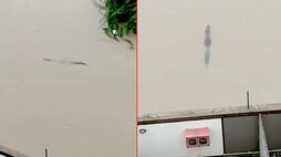 Vadodara rains Crocodiles take over flooded streets