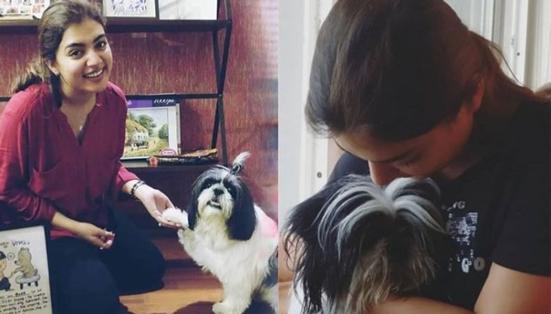  According to a Times of India report, here is how Nazriya got adjusted to dogs. After marriage with Fahadh Faasil, her fondness for dogs is also one of the major changes in her life.