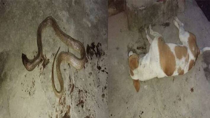 Dog died fighting poisonous snake bihar viral video Dog died fighting poisonous snake bihar viral video