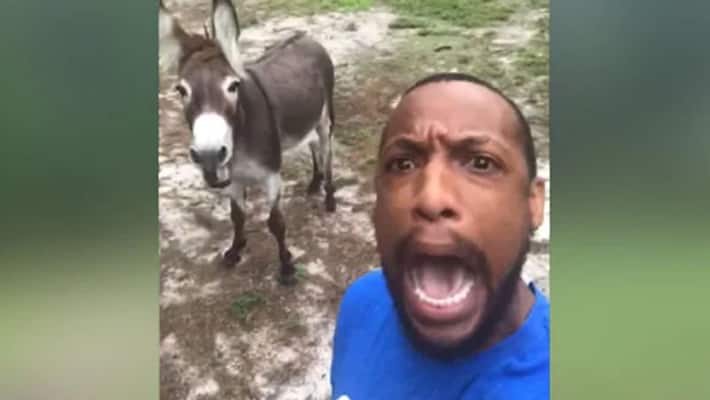 Viral video of donkey singing song of the lion king Viral video of donkey singing song of the lion king