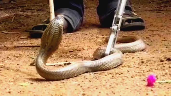 17 people hospitalized after snake bites in diviseema 17 people hospitalized after snake bites in diviseema