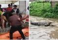 Vadodara rains: 35 crocodiles rescued since July 31 downpour