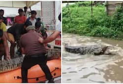 Vadodara rains: 35 crocodiles rescued since July 31 downpour