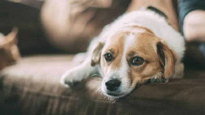 Dog dies while fighting poisonous snake saves masters family Dog dies while fighting poisonous snake saves masters family