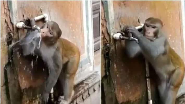 Viral video of monkey closing tap after drinking water Viral video of monkey closing tap after drinking water