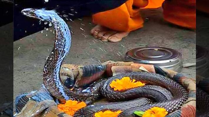 Know the story, process of worshiping Nag Devta on Nag Panchami and it's Management Fundas Know the story, process of worshiping Nag Devta on Nag Panchami and it's Management Fundas