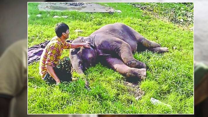 Death of baby elephant in Rajaji Tiger Reserve in Uttarakhand, emotional story of mother-child Death of baby elephant in Rajaji Tiger Reserve in Uttarakhand, emotional story of mother-child