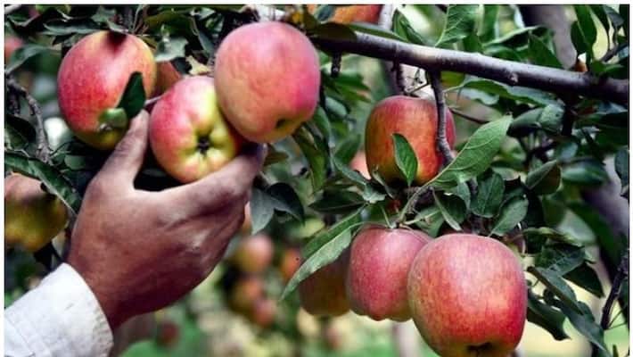 How an apple a day can keep pneumonia away How an apple a day can keep pneumonia away