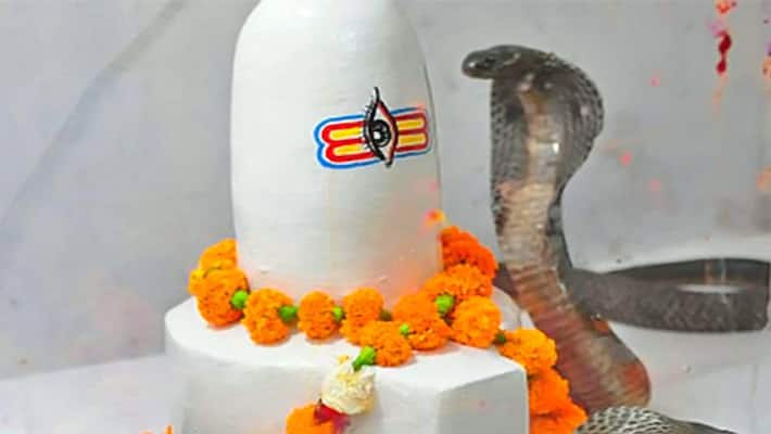 Nag Panchami: How many breed of snakes are found, know the surprising facts about them Nag Panchami: How many breed of snakes are found, know the surprising facts about them