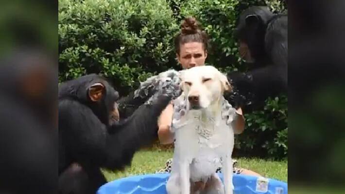 Viral Video Of Two Chimps Bathing A Dog Delights Internet Viral Video Of Two Chimps Bathing A Dog Delights Internet