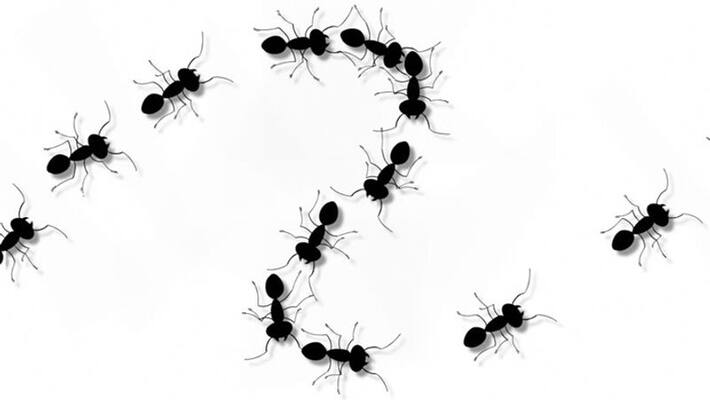 Reason behind ants walking in line Reason behind ants walking in line