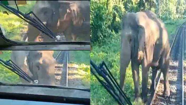 viral video of wild elephant trying to push back train from Darjeeling viral video of wild elephant trying to push back train from Darjeeling